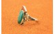 KIngman turquoise and coral ring