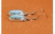 Boucles d'oreilles turquoises Number 8