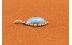 Sierra Bella turquoise Pendant